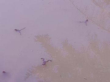 Die Gelbbauchunken haben den Teich angenommen.